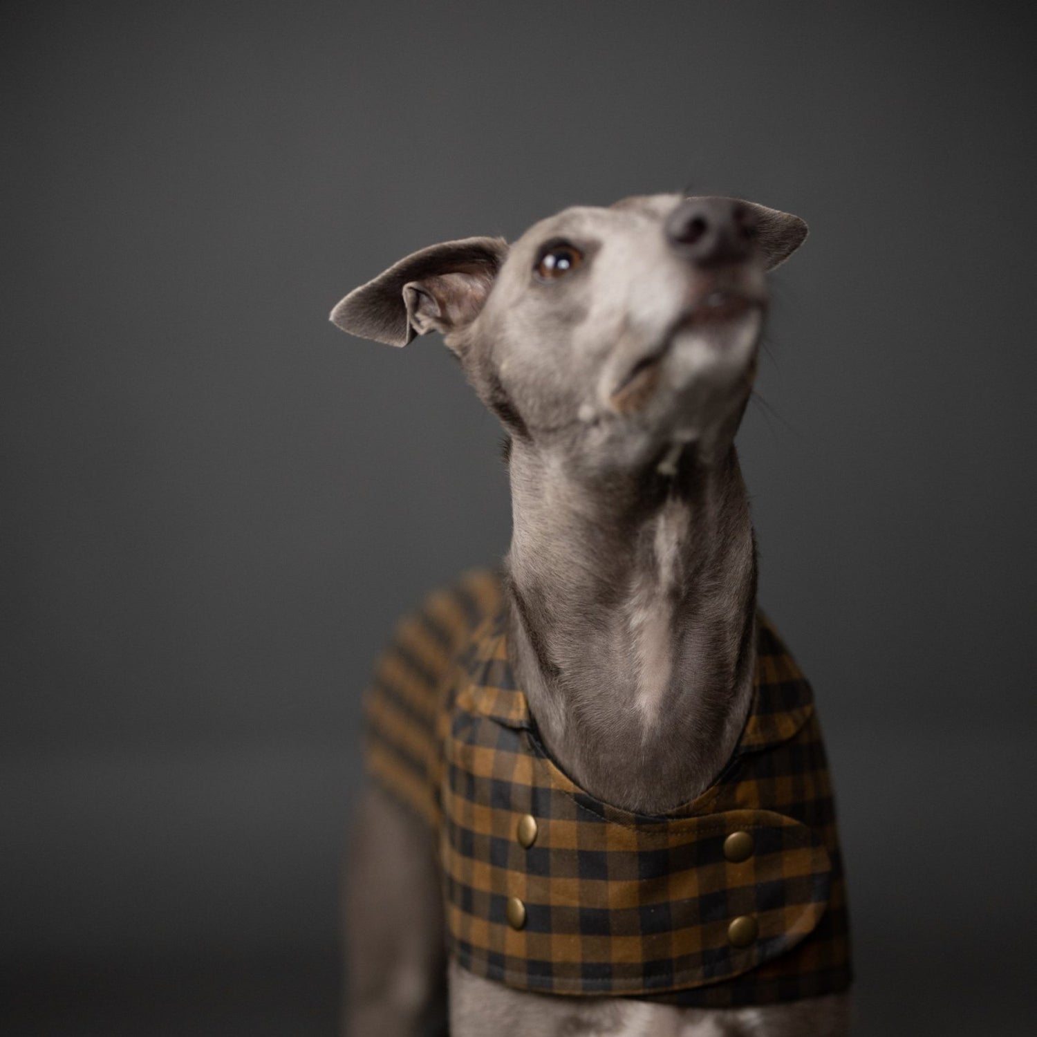 Merchant Mills The Barka Dog Coat Pattern 2