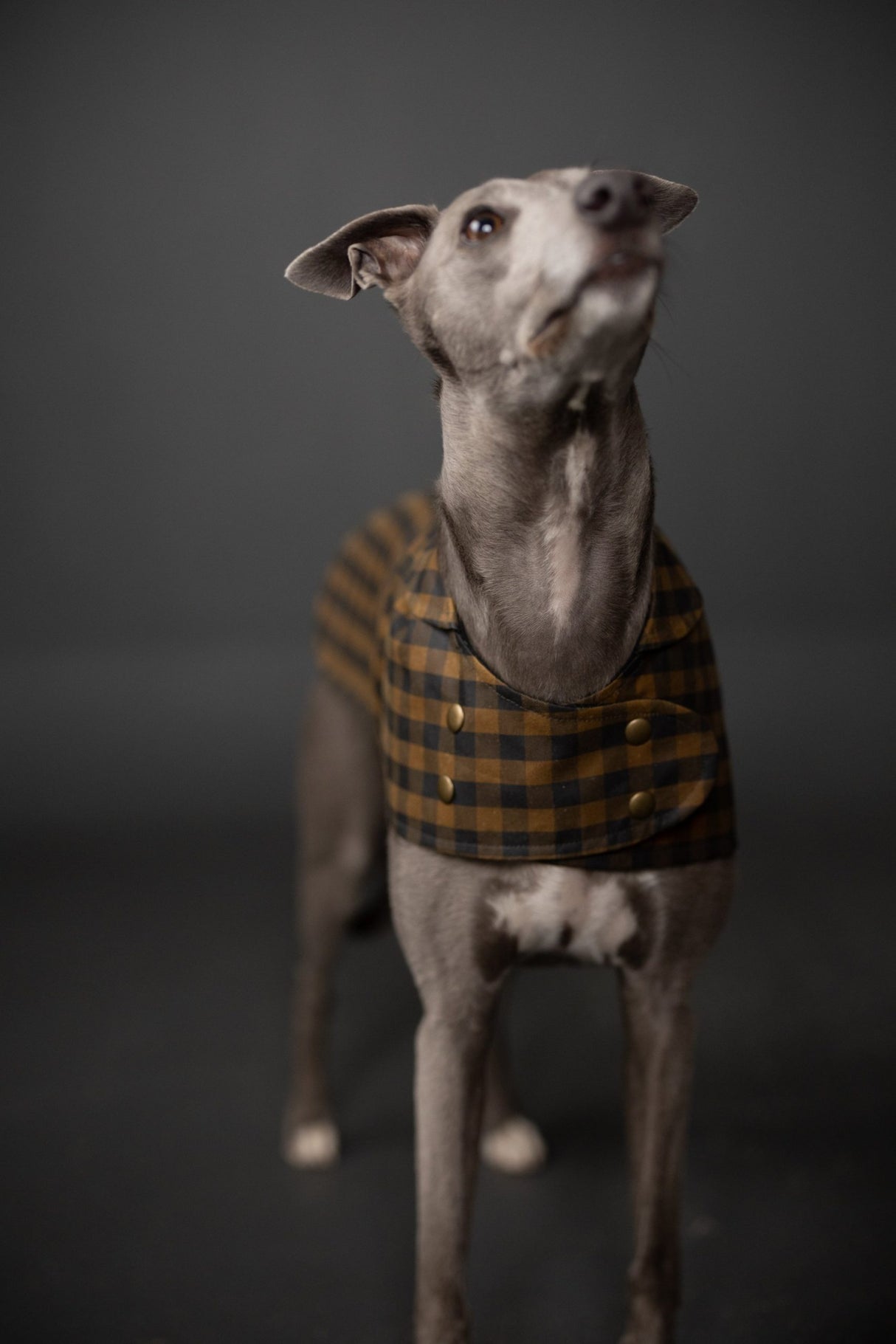 Merchant Mills The Barka Dog Coat Pattern 2