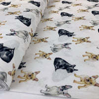 Cotton - French Bulldogs