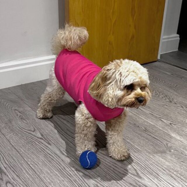 Customer Make by Jenni at Simply Dancing Partners - Sweatshirt - Cerise Dog Coat - January 2024