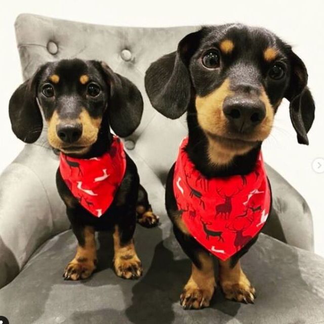 Christmas Dog Bandanas - Using cotton materials